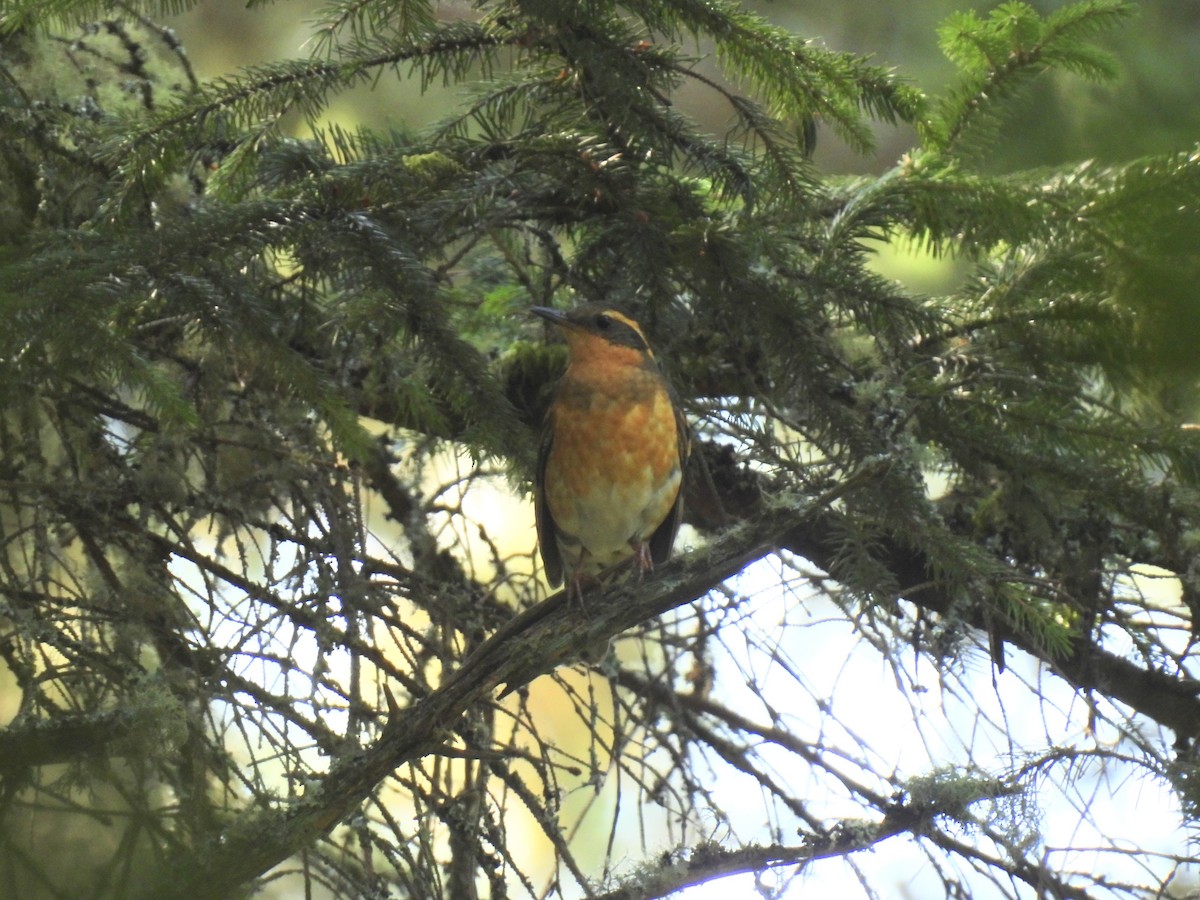 Varied Thrush - ML609430839