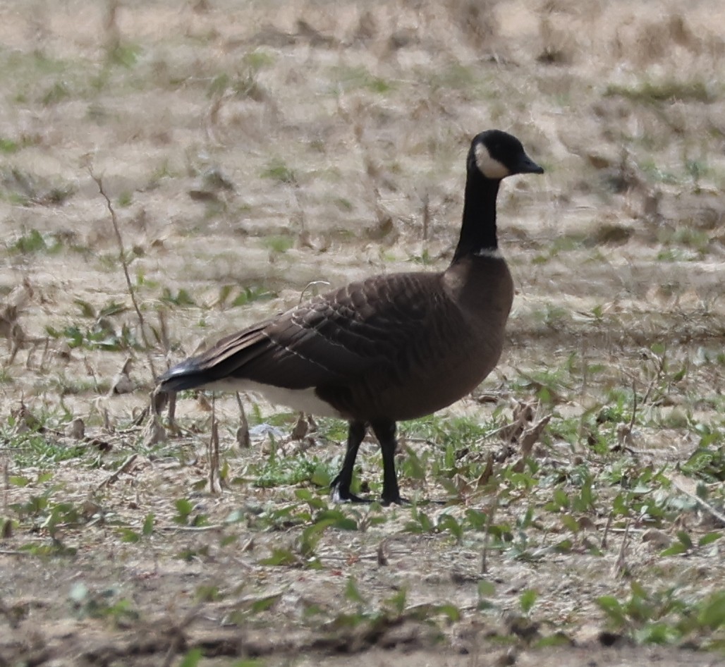 Cackling Goose (Aleutian) - Jim Parker