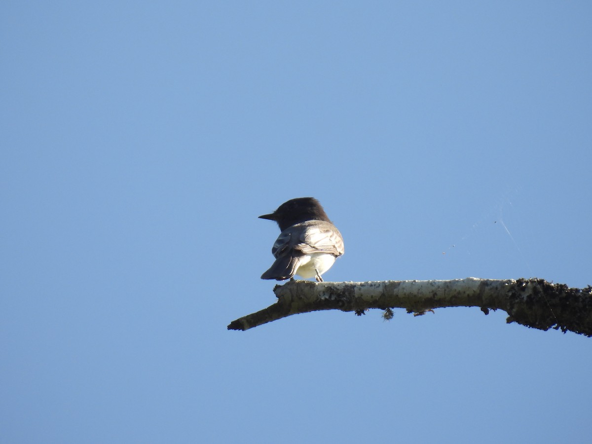 Чёрный фиби - ML609430868