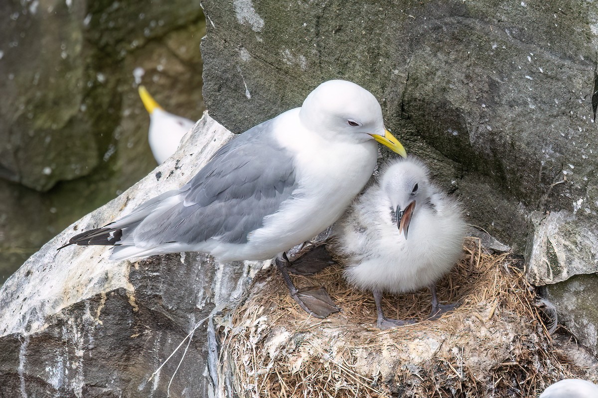 Mouette tridactyle - ML609430881