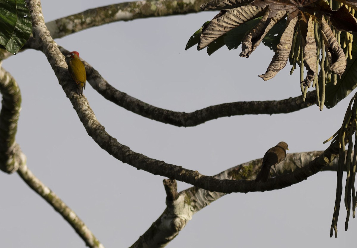Rufous-winged Woodpecker - ML609430920