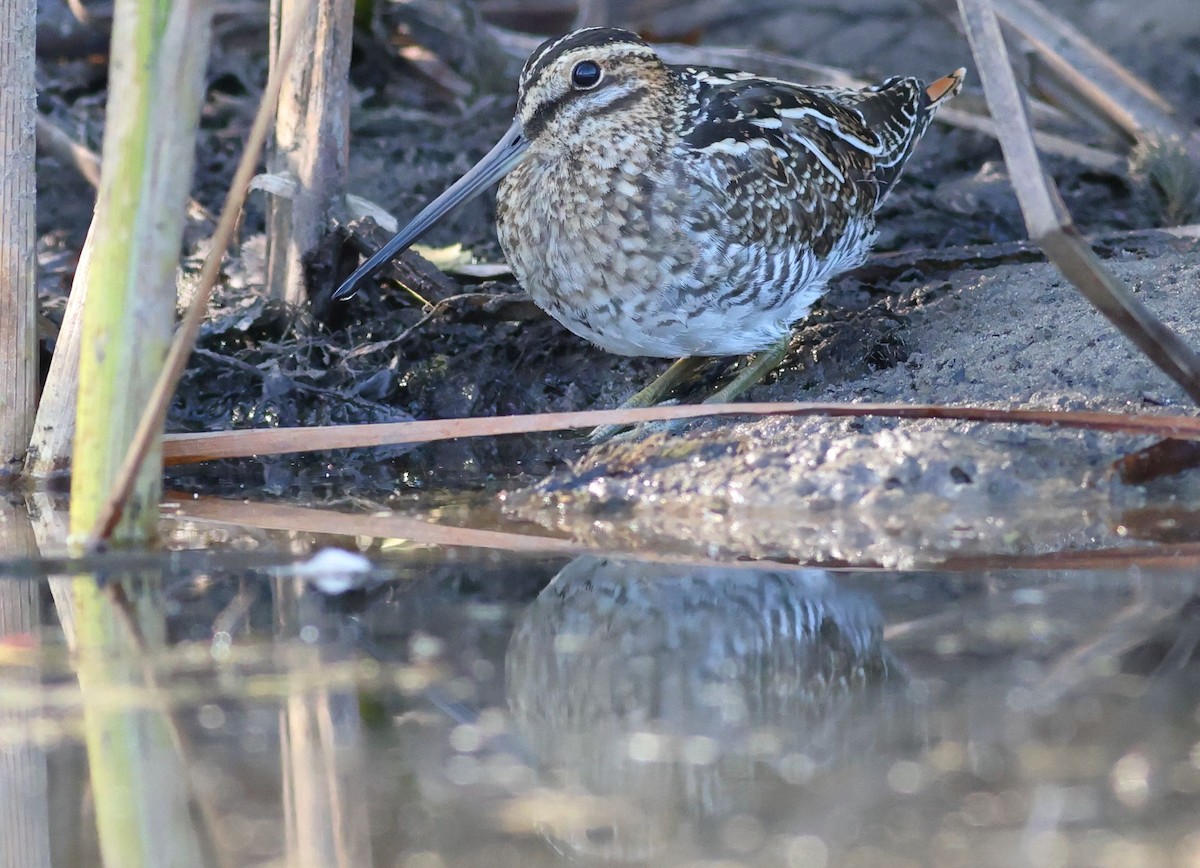 Wilson's Snipe - ML609430948