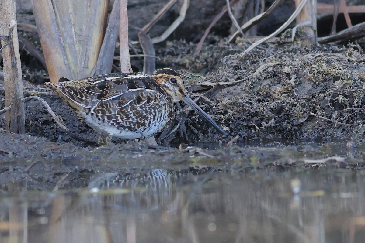 Wilson's Snipe - Matthew Brown