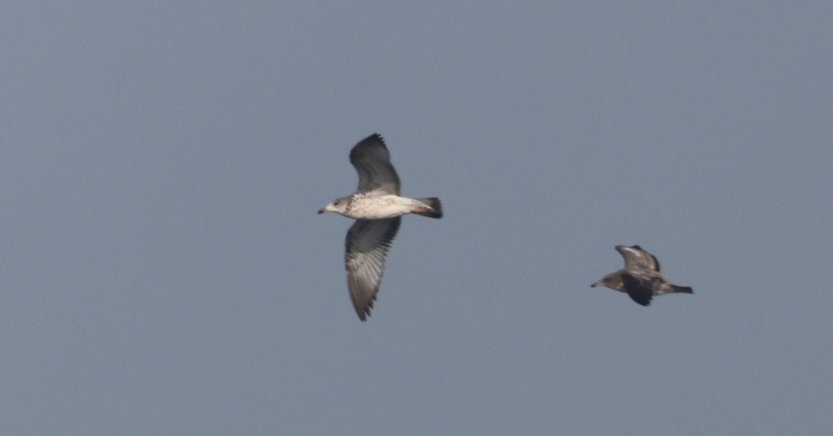 Ring-billed Gull - ML609431038