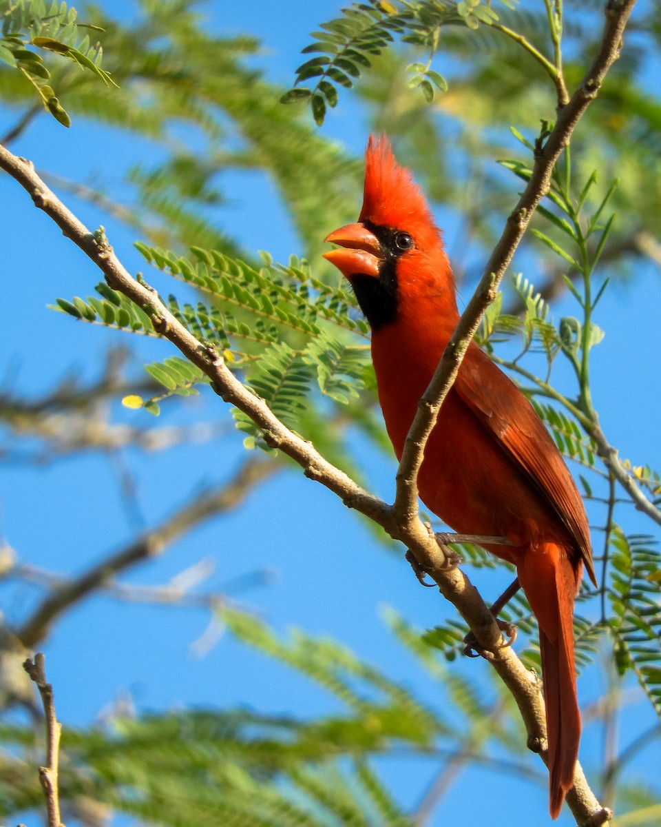 Northern Cardinal - ML609431048