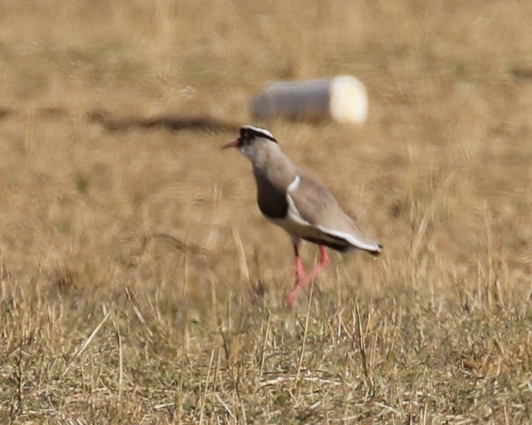 Crowned Lapwing - ML609431195
