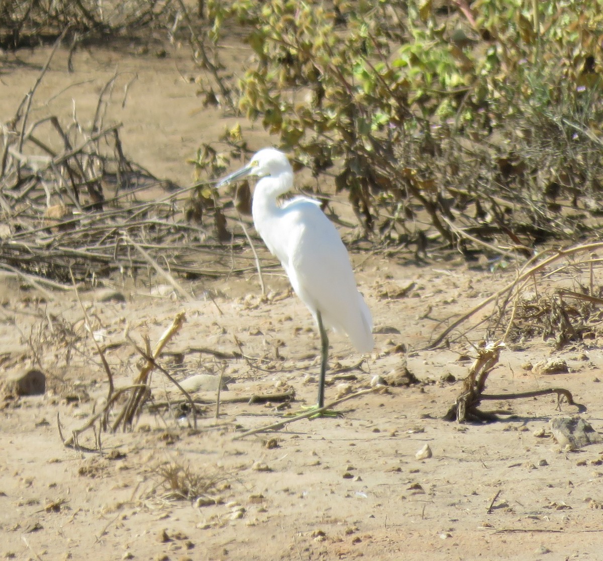 Snowy Egret - ML609431216