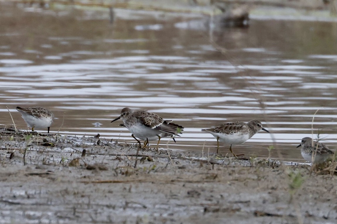 Least Sandpiper - Bill Frey