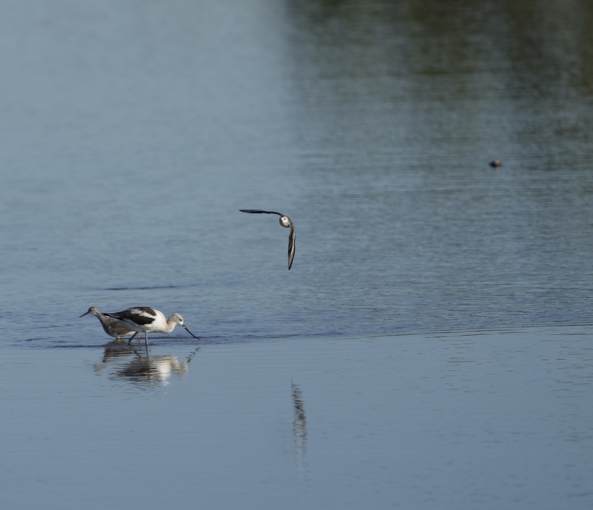 Bécasseau sanderling - ML609431299