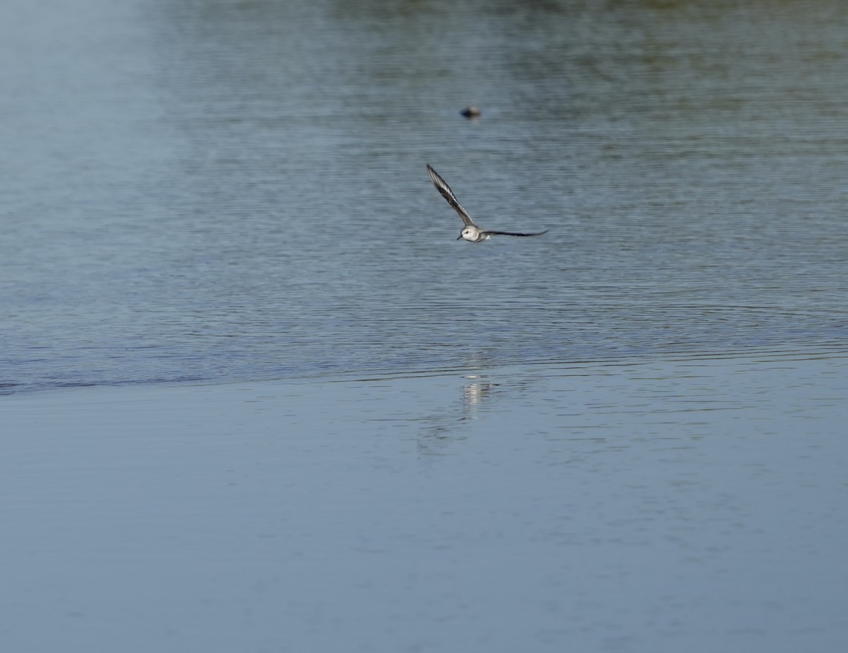 Bécasseau sanderling - ML609431301