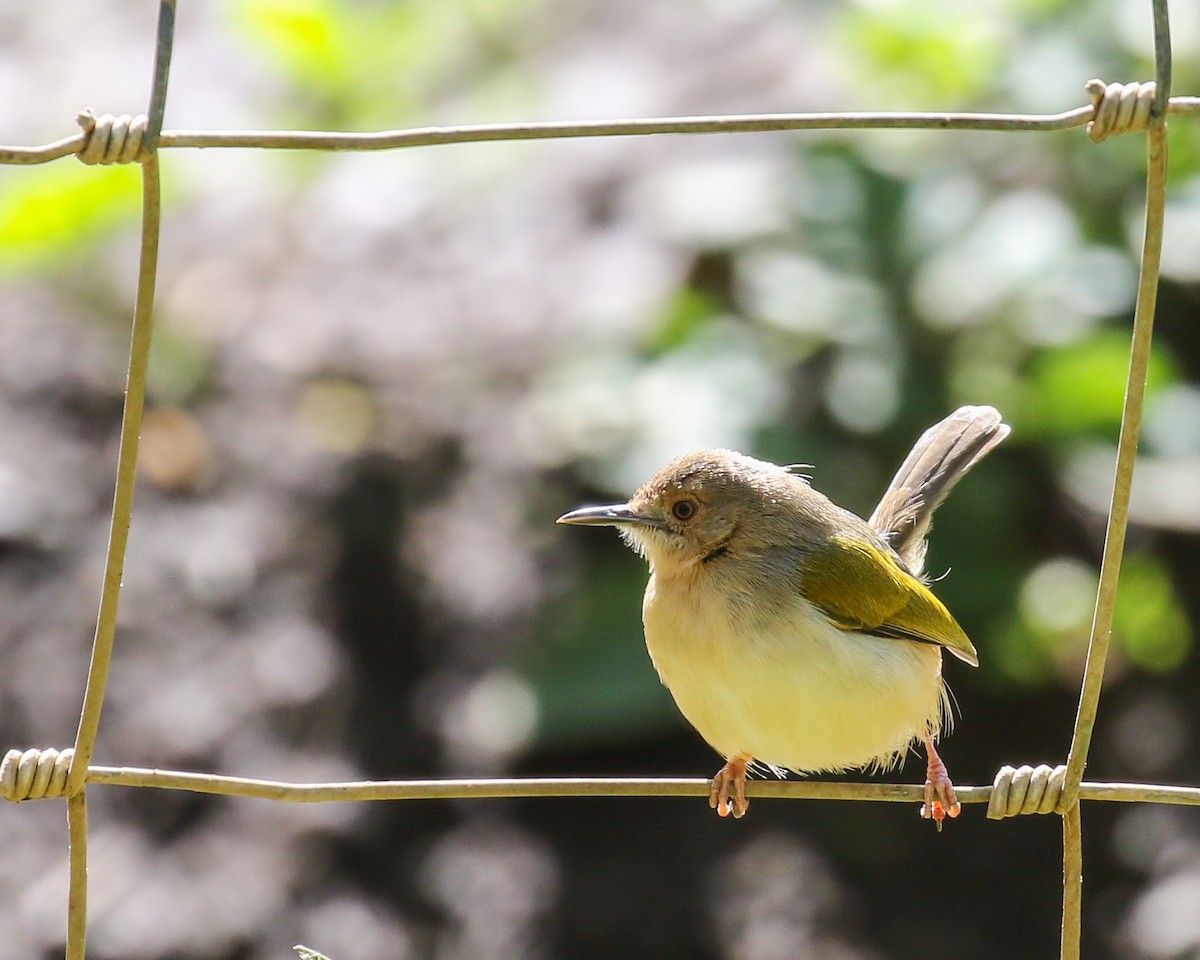 Green-backed Camaroptera - ML609431352