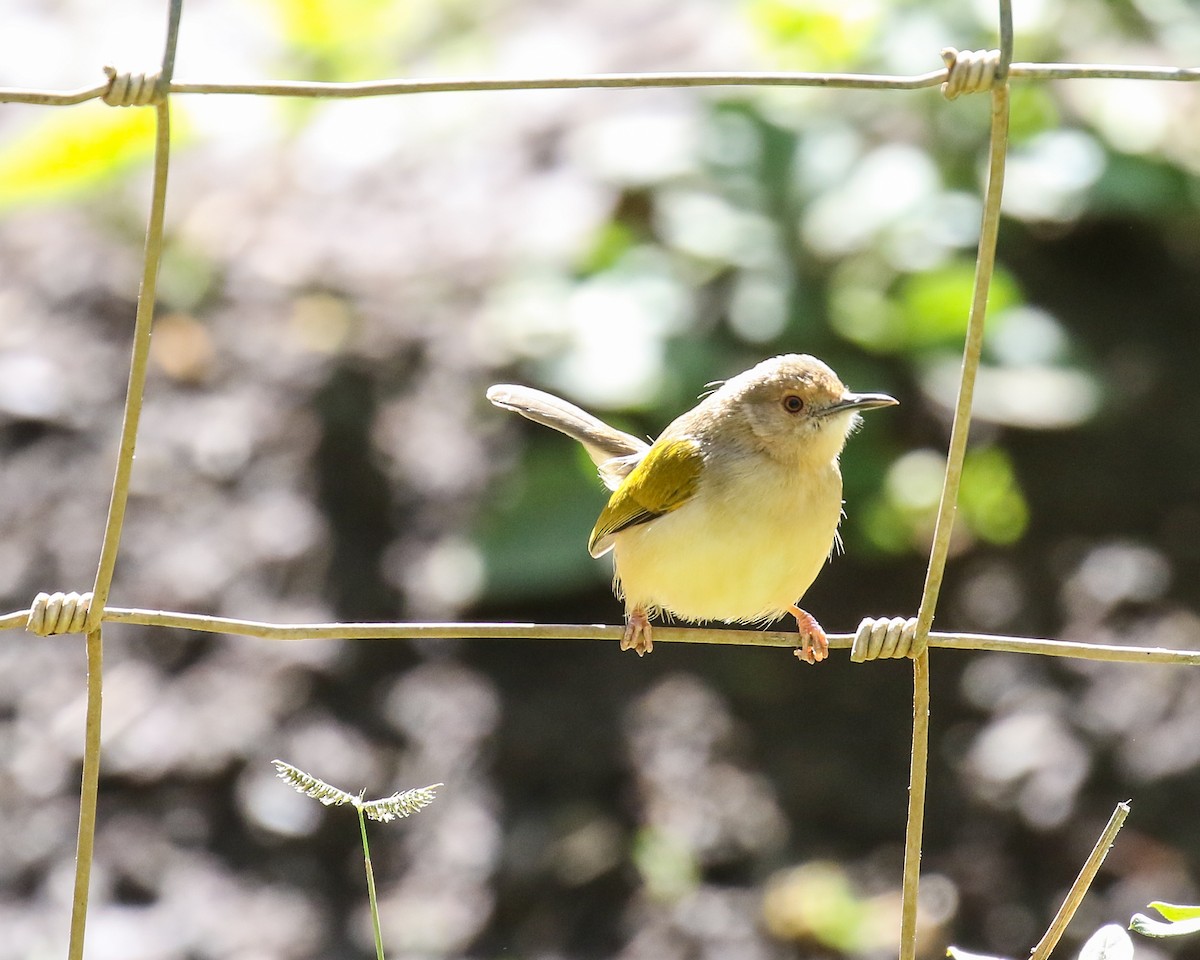 Green-backed Camaroptera - David Kirschke