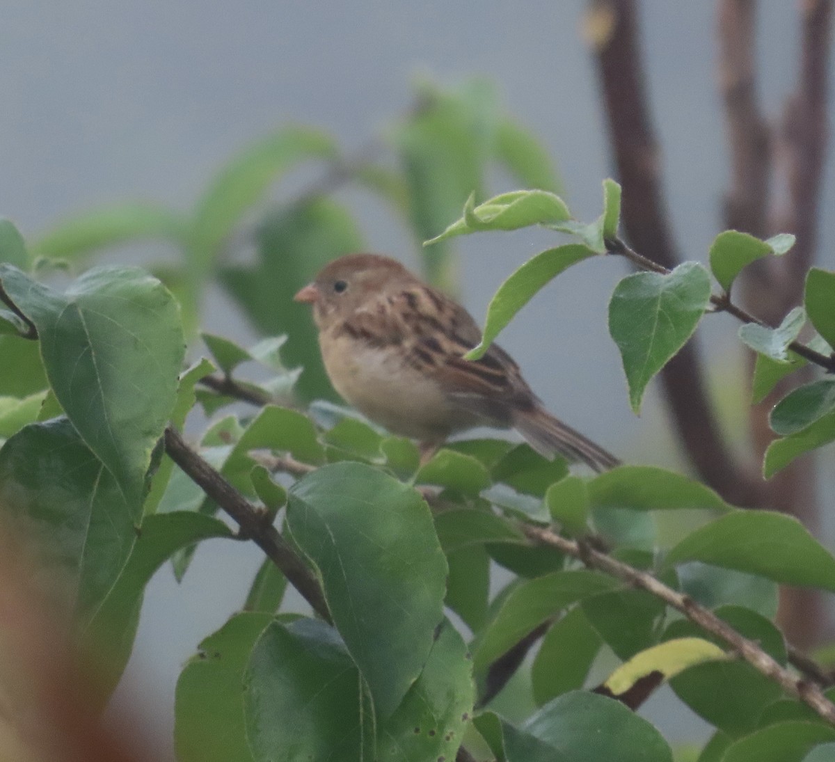 Field Sparrow - ML609431354