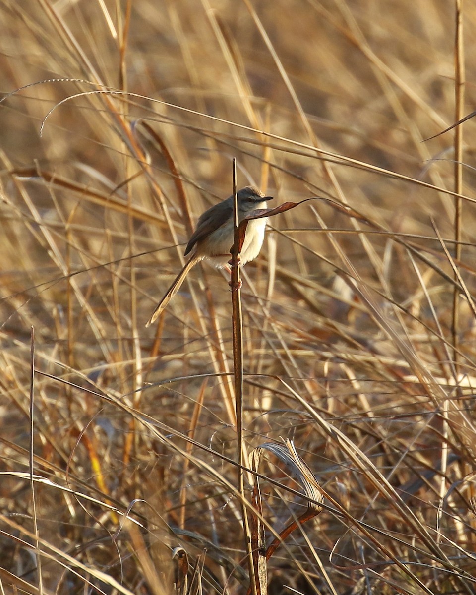 Prinia modeste - ML609431360