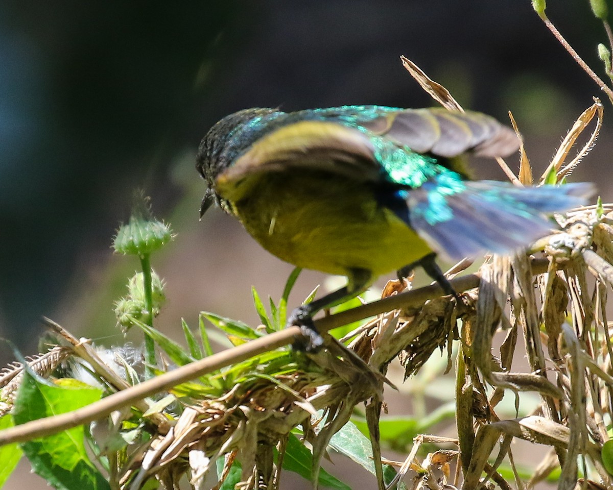 Collared Sunbird - David Kirschke