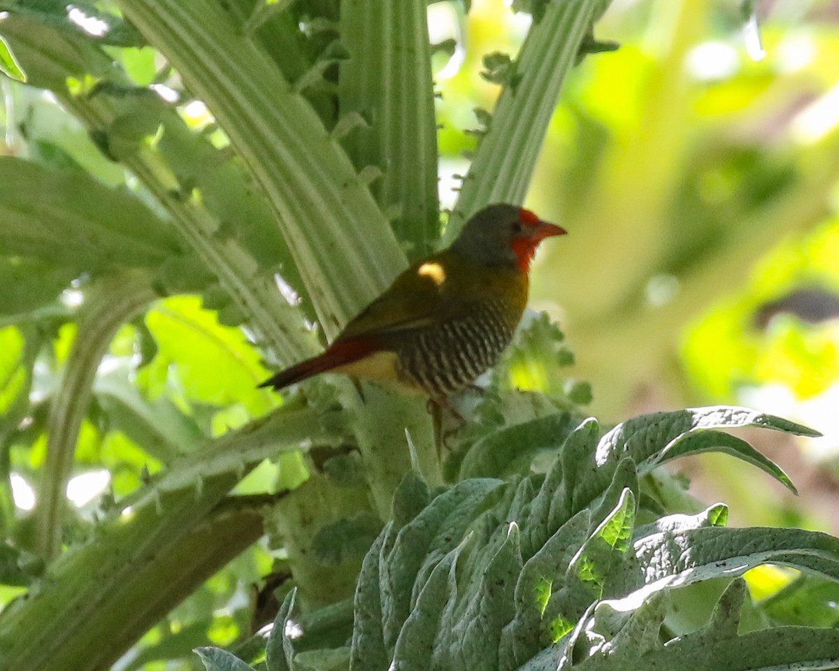 Green-winged Pytilia - David Kirschke