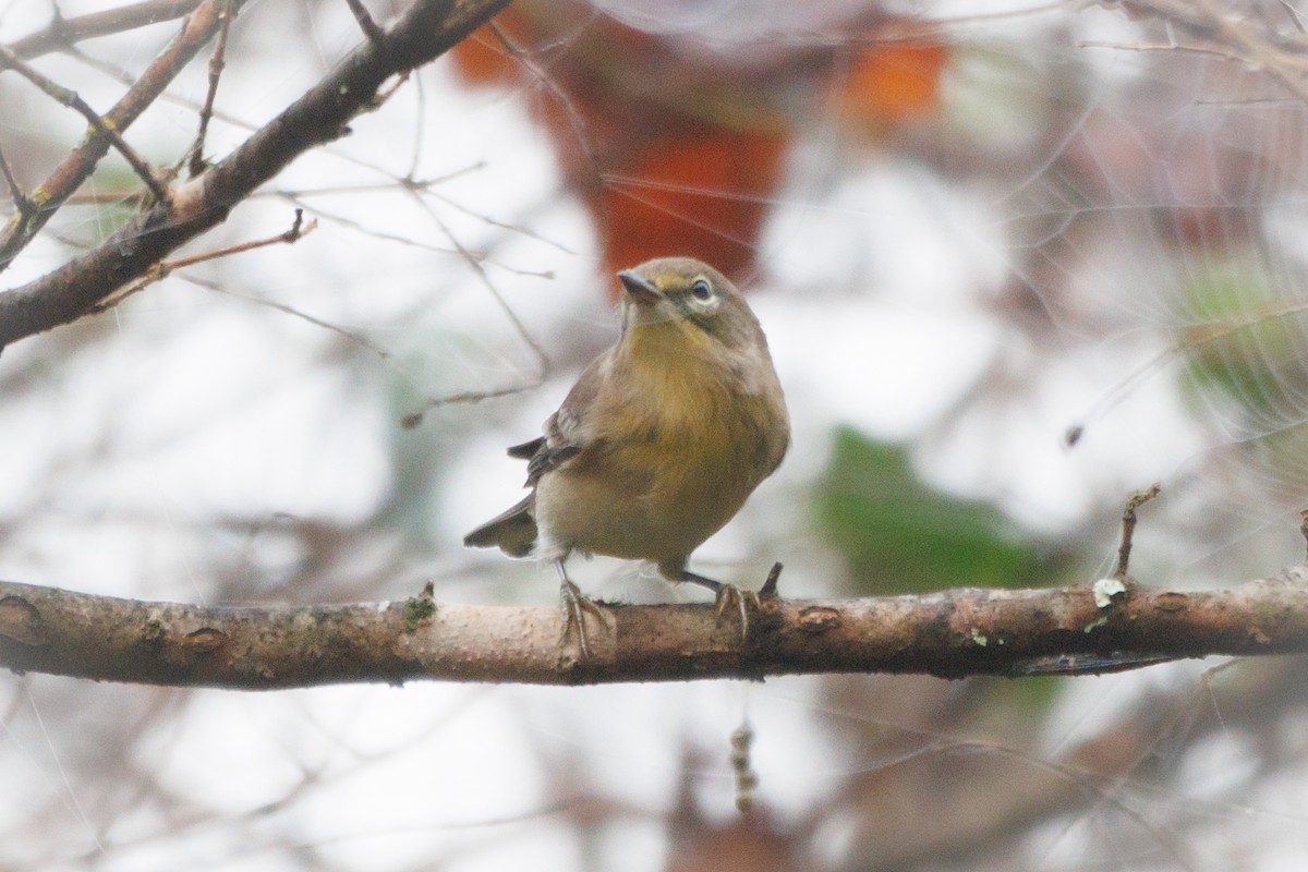 Pine Warbler - ML609431479