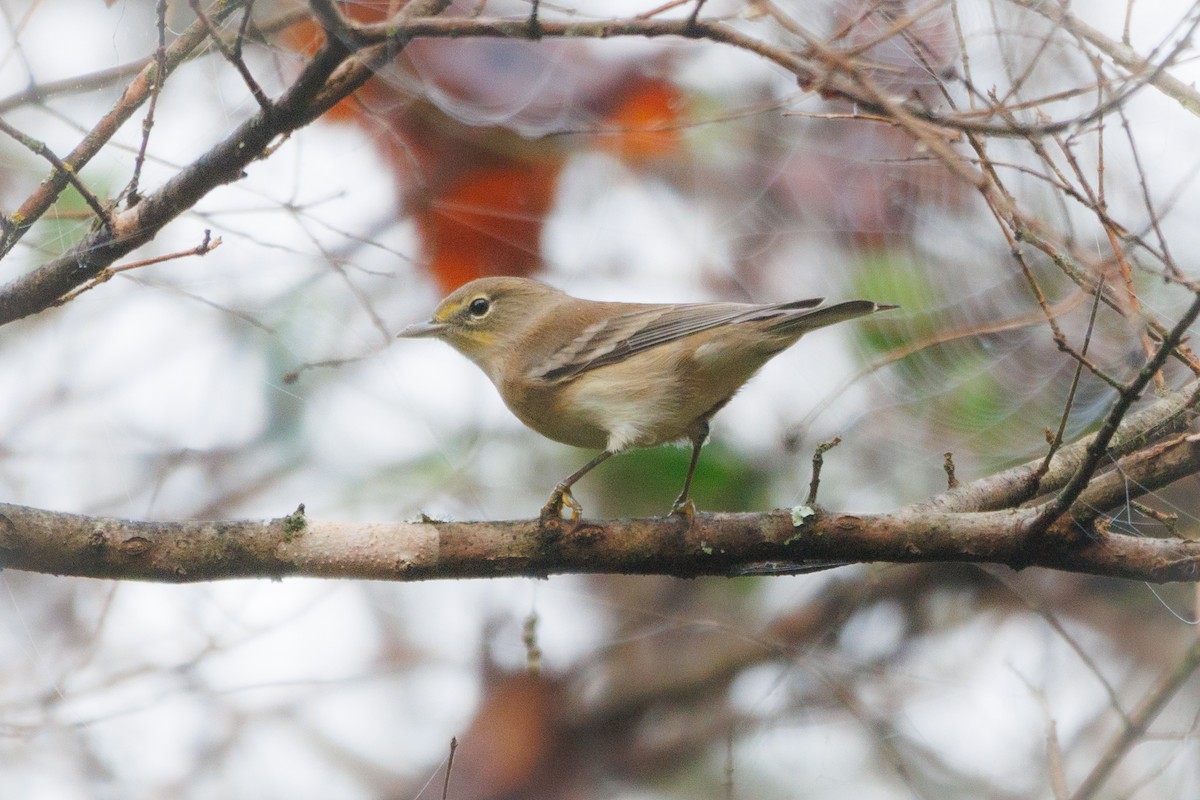 Pine Warbler - ML609431480