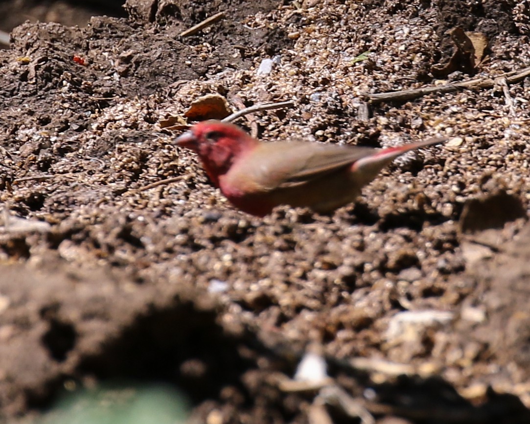 Red-billed Firefinch - ML609431485