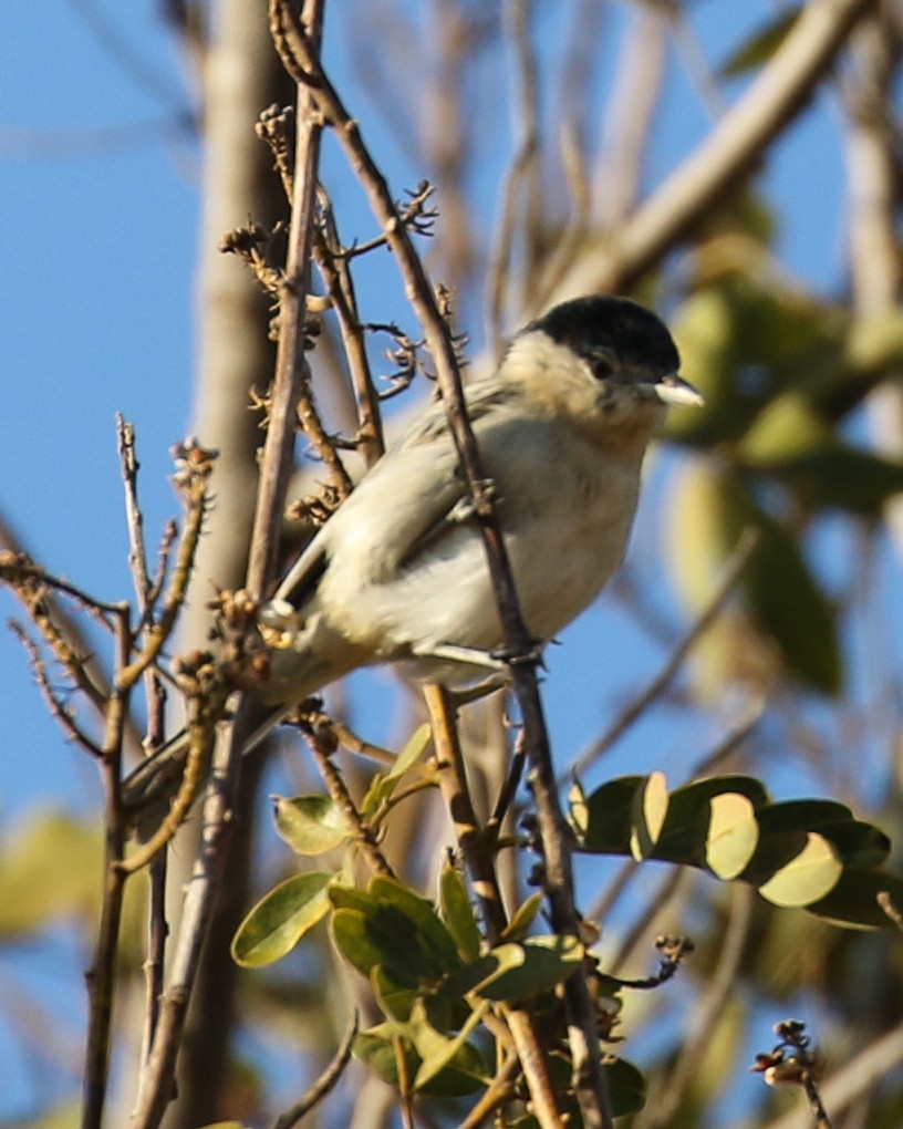 Black-backed Puffback - David Kirschke