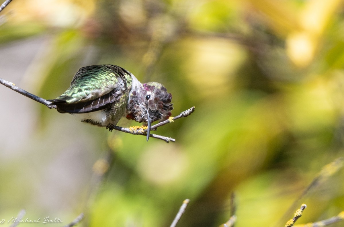 Colibrí de Anna - ML609431609