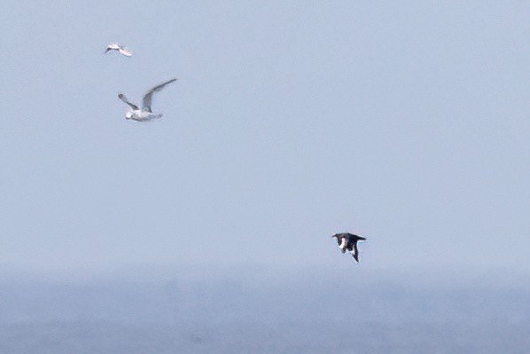 South Polar Skua - ML609431610