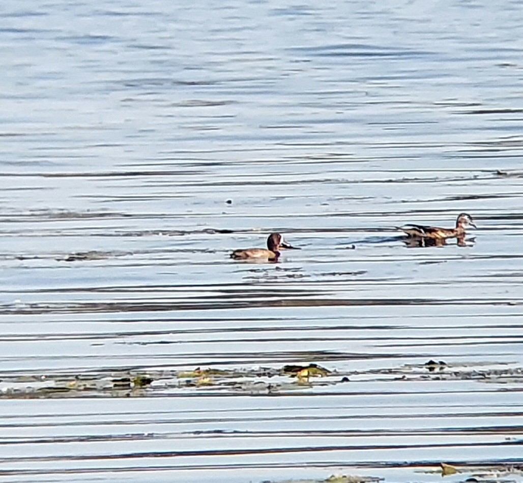 Greater Scaup - ML609431619