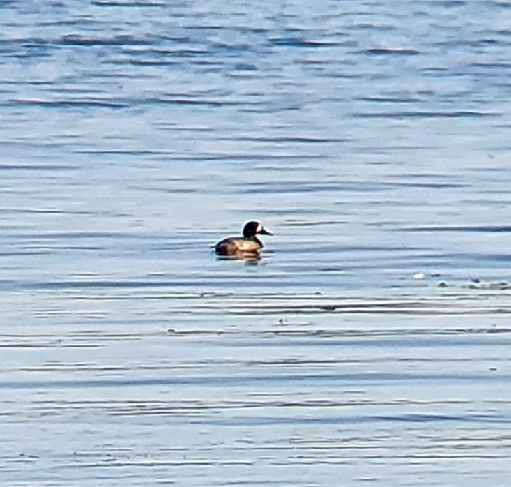 Greater Scaup - ML609431620