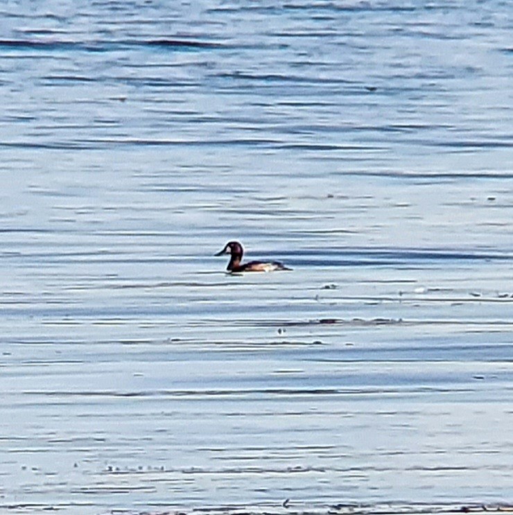 Greater Scaup - ML609431621