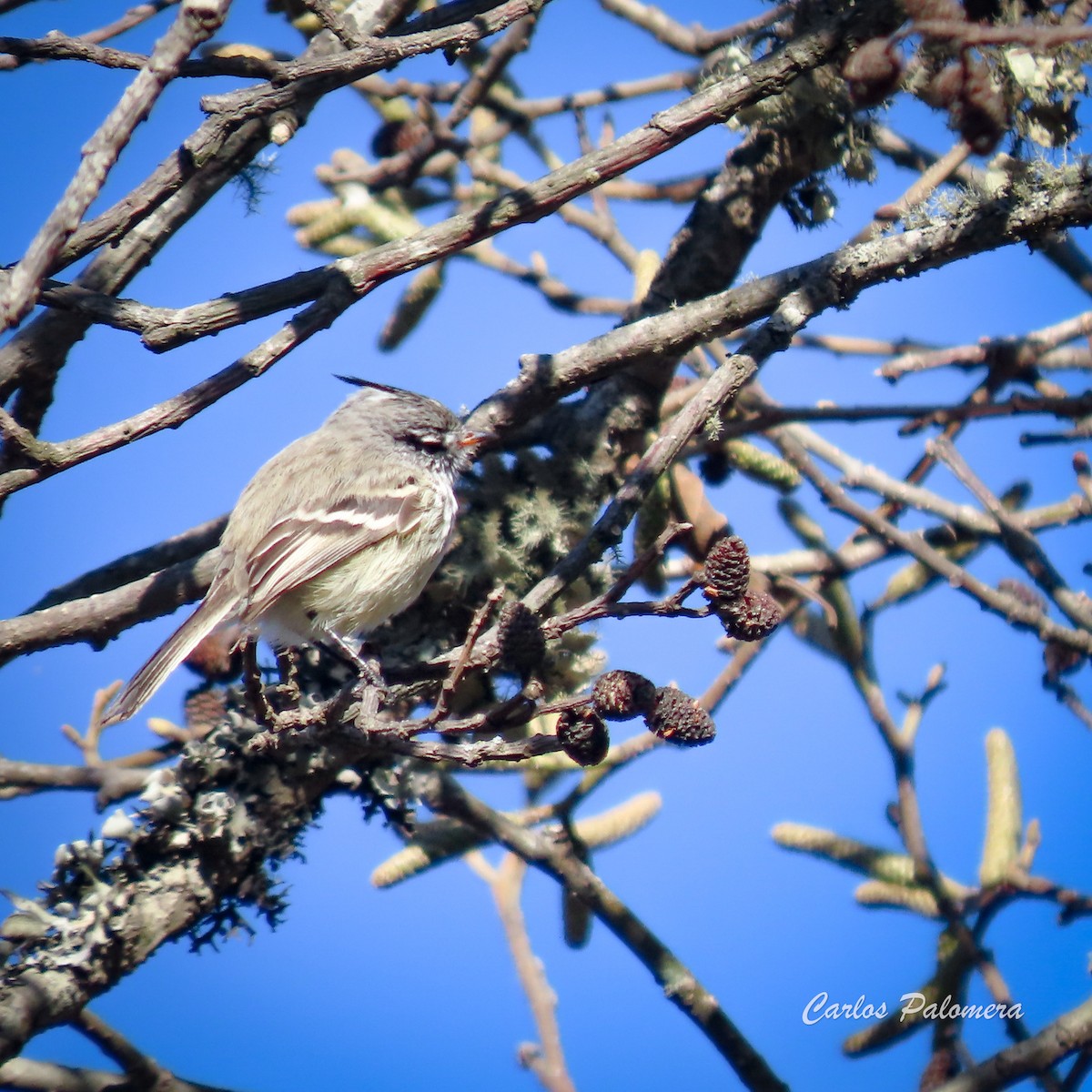 Yellow-billed Tit-Tyrant - Carlos Palomera