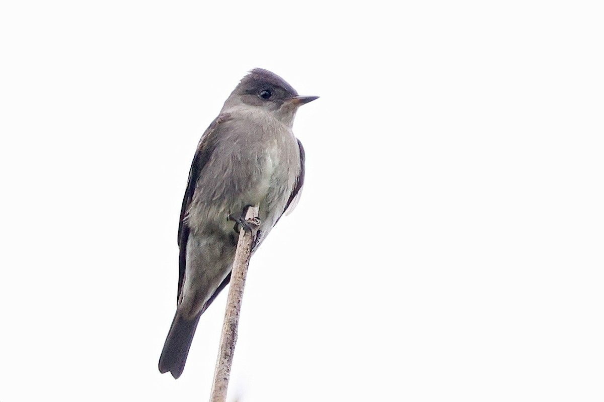 Western Wood-Pewee - Garrett Lau