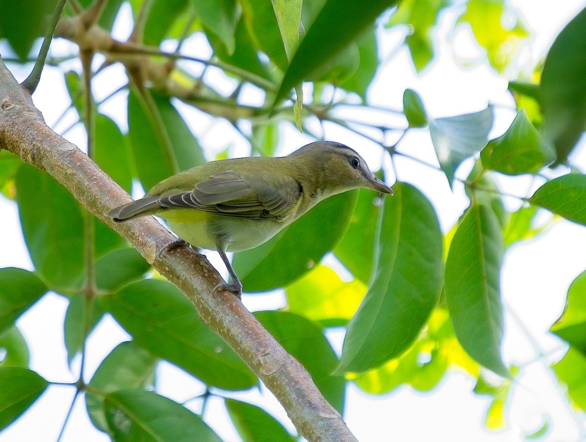 rødøyevireo - ML609431959