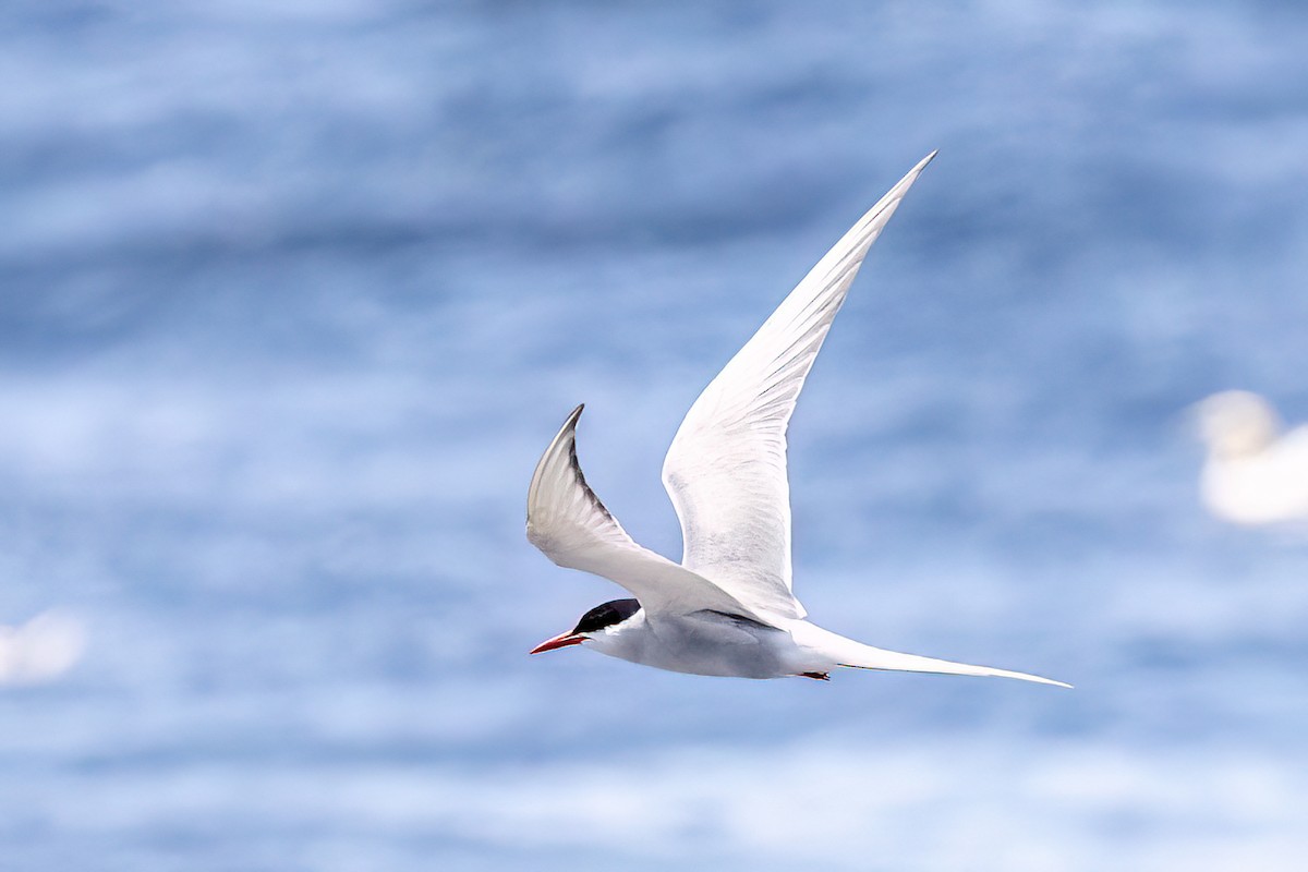 Arctic Tern - Alan Knowles