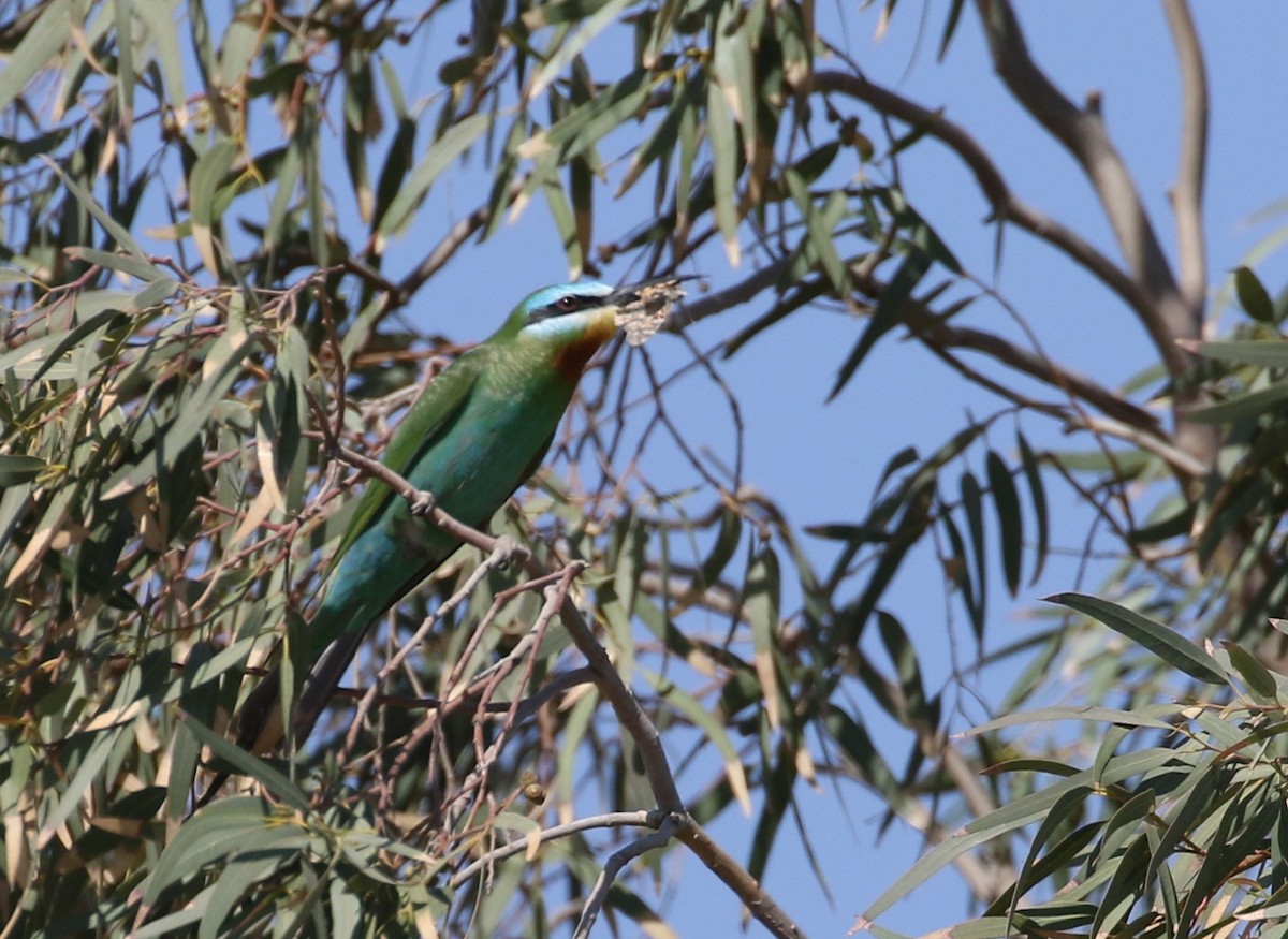 Blue-cheeked Bee-eater - ML609432087