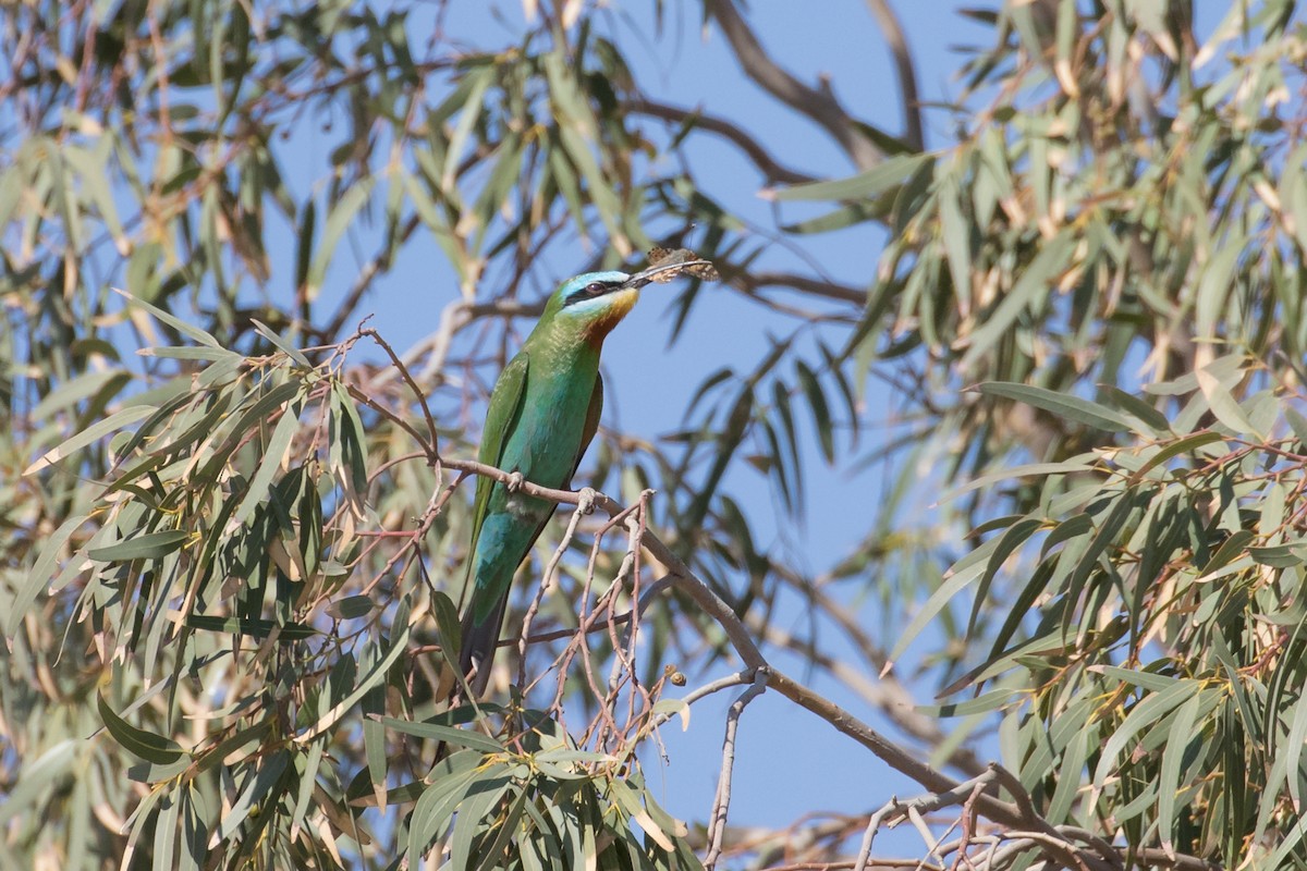 Blue-cheeked Bee-eater - ML609432089