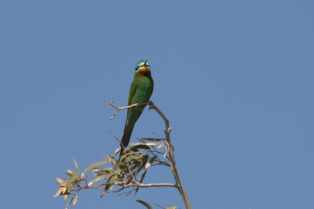 Blue-cheeked Bee-eater - ML609432090
