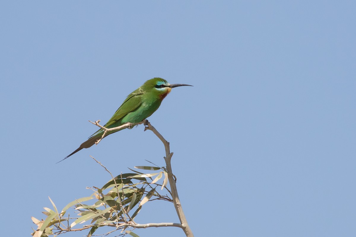 Blue-cheeked Bee-eater - ML609432091