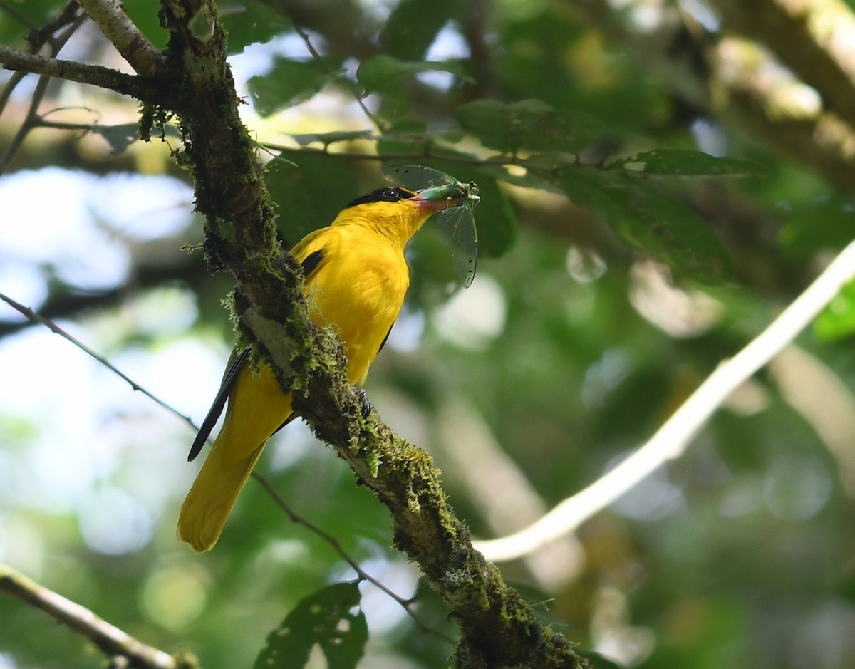 Black-naped Oriole (Sulawesi) - Joshua Vandermeulen