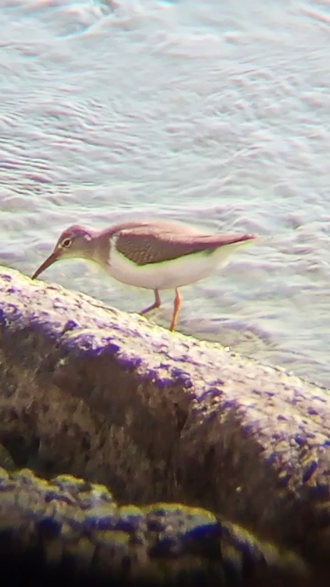 Spotted Sandpiper - ML609432125