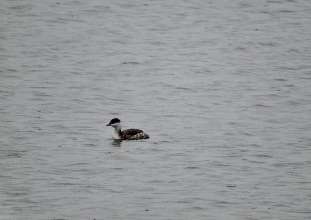 Horned Grebe - ML609432133