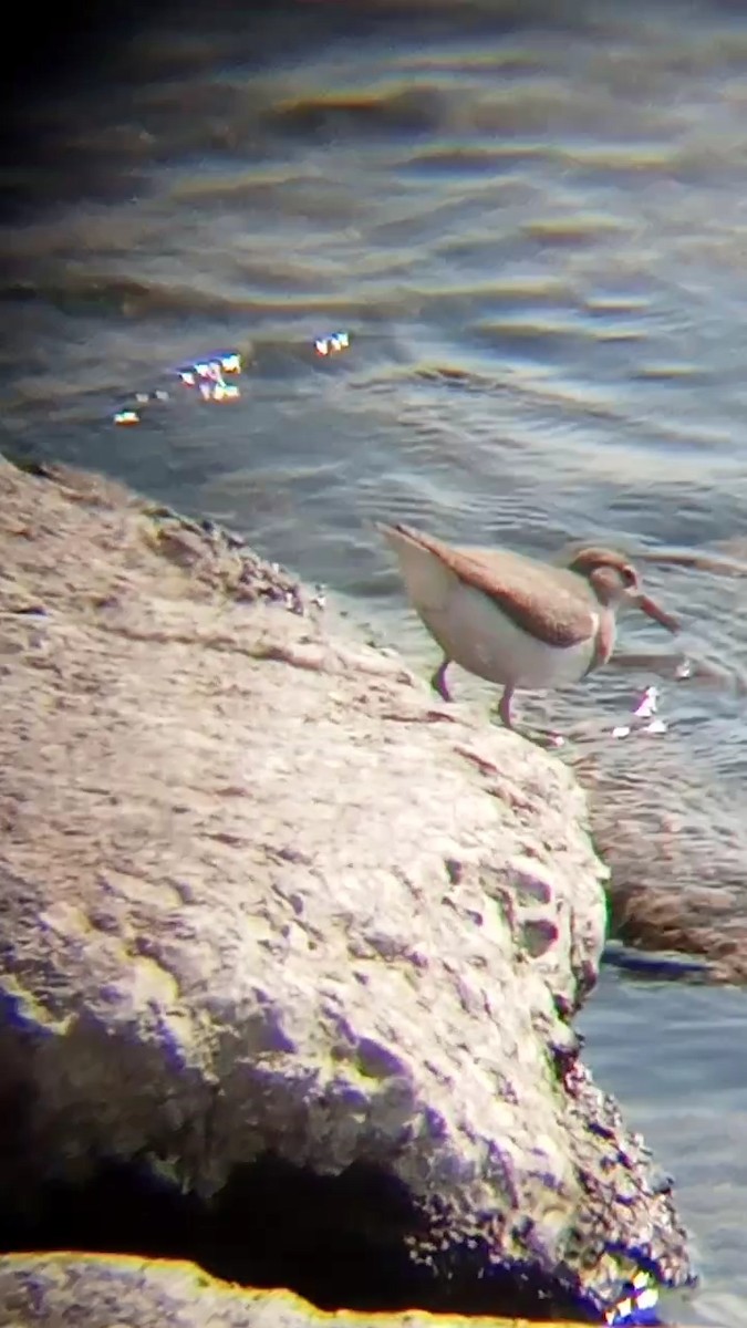 Spotted Sandpiper - ML609432148