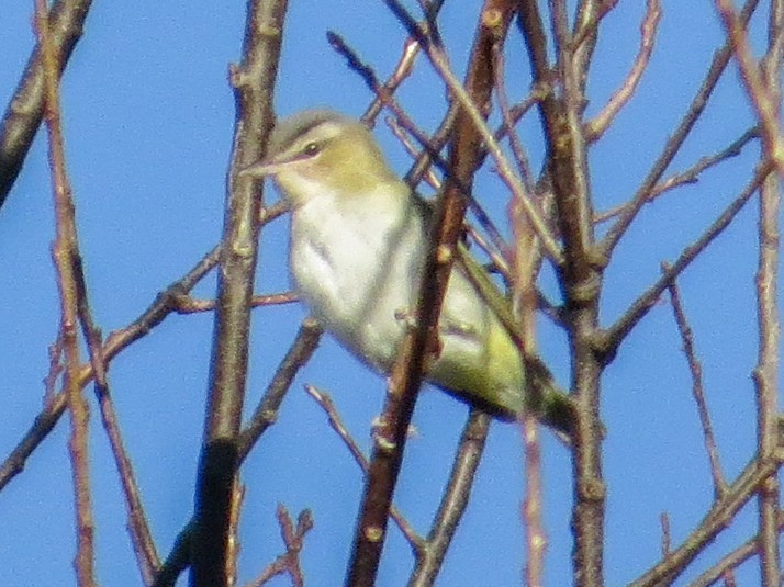 Red-eyed Vireo - ML609432173