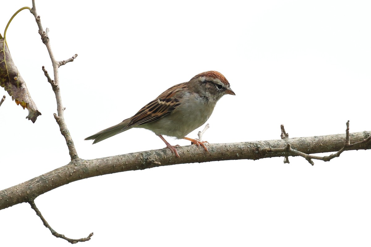Chipping Sparrow - ML609432200