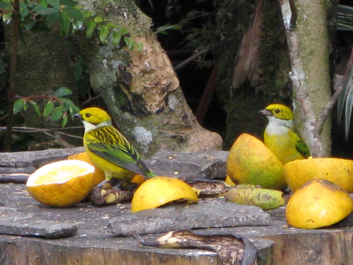 Silver-throated Tanager - ML609432205