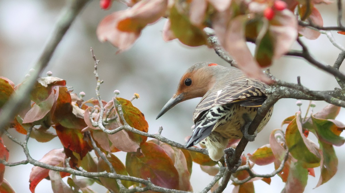 Northern Flicker (Yellow-shafted) - Dan Altif