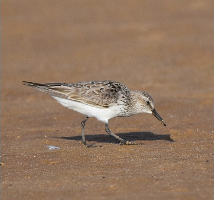 Baird's Sandpiper - María Angélica Hüwel