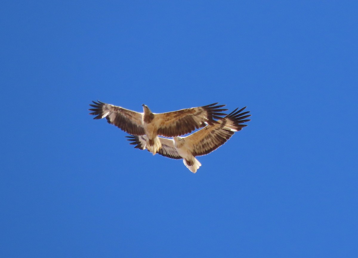 White-bellied Sea-Eagle - Wendy Shanley