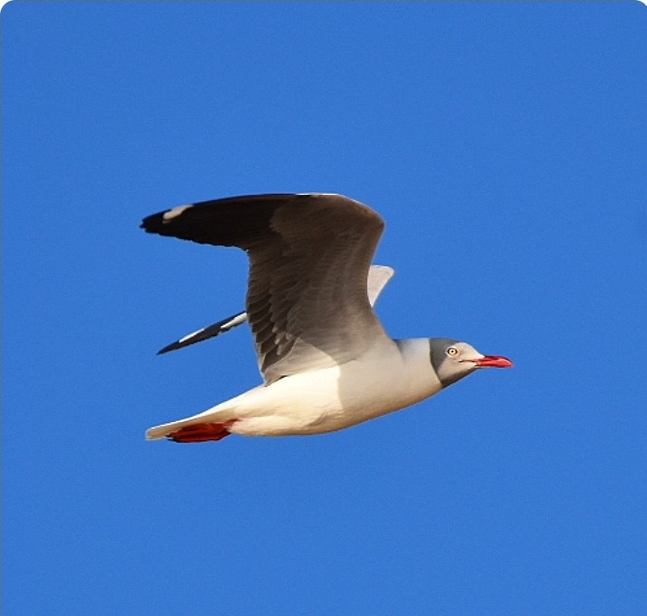 Gray-hooded Gull - ML609432291