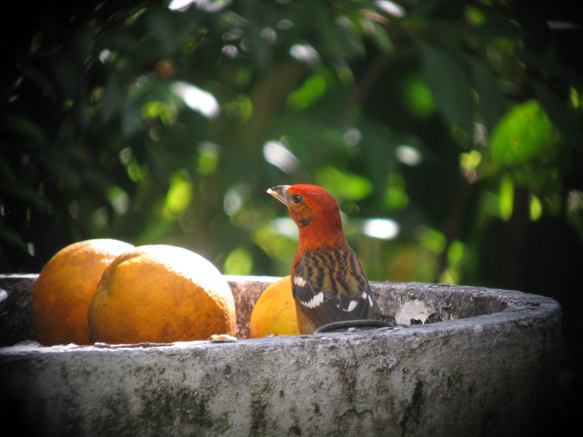 Flame-colored Tanager - ML609432337