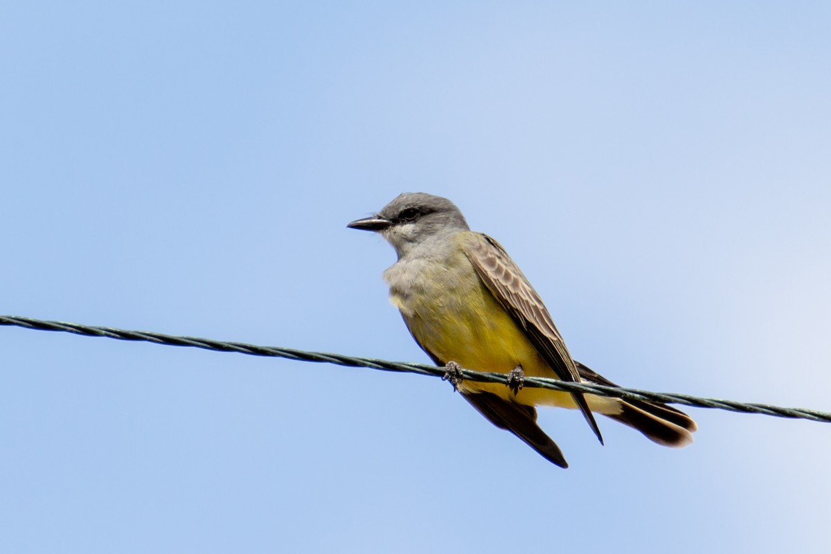 Cassin's Kingbird - ML609432353